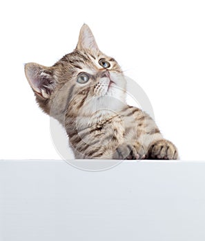 Pretty cat kitten peeking out of a blank sign, isolated on white background