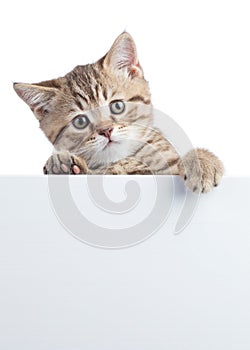 Pretty cat kitten peeking out of a blank sign, isolated on white background