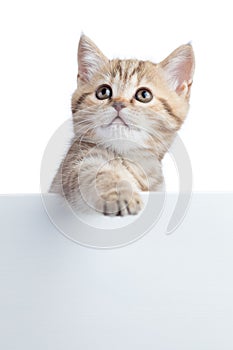 Pretty cat kitten peeking out of a blank sign, on white background