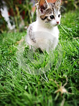 Pretty cat photo