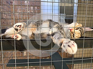 Pretty Cat in Outdoor Enclosure