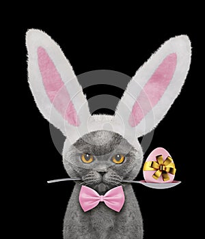 Pretty cat with rabbit ears and easter egg. Isolated on black