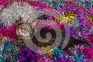 Pretty cat on the tinsel. photo