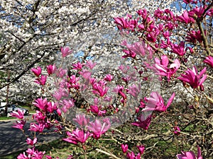 Pretty Cherry Blossoms and Pink Magnolia Blossoms at Kenwood Maryland photo