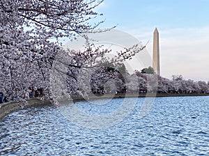 Pretty Cherry Blossoms  and Washington Monument on a Cloudy Day at the Tidal Basin