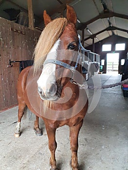 Pretty Chestnut welsh pony gelding standing in stable yard for a groom