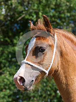 Welsh Cob Foal