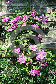 Pretty clematis growing up a wooden fence.