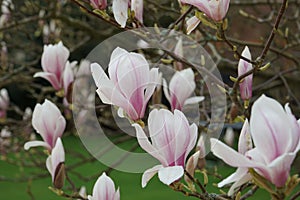 Pretty closeup of flowers on a blooming magnolia tree