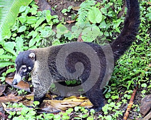 Pretty coati in Costa Rica jungle central american racoon
