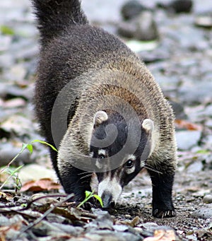 Pretty coati in Costa Rica jungle central american racoon