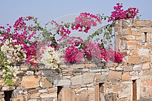 Pretty Colorful Bougainvillea on stone wall backdrop