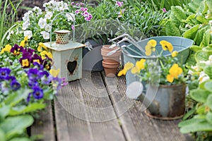 pretty colorful flowers blooming on wooden terrace