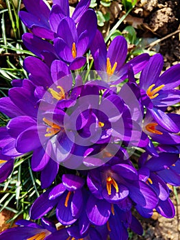 Pretty Colorful Purple Crocuses in the Sunlight