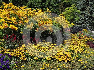 Pretty colorful variety of summer flowers at Stanley Park Perennial Garden, Vancouver, Canada, 2018