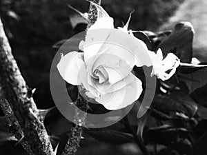 Pretty colourless rose