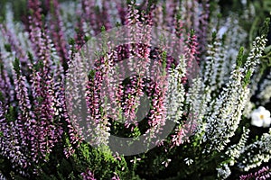 The pretty colours of heather, erica, in the autumn garden