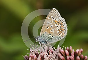 A pretty Common Blue Butterfly, Polyommatus icarus, nectaring on a pink flower.