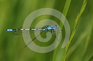 A pretty Common Blue Damselfly Enallagma cyathigerum perching on a blade of grass.