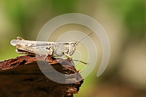 A pretty Common Field Grasshopper Chorthippus brunneus perched on a log. photo