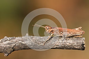 A pretty Common Field Grasshopper, Chorthippus brunneus, perching on a twig in a meadow.