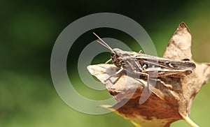 A pretty Common Field Grasshopper Chorthippus brunneus resting on a leaf. photo
