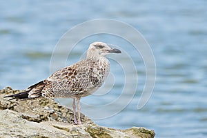 Pretty common gull