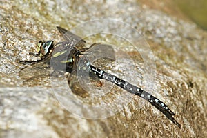 A pretty Common Hawker Dragonfly Aeshna juncea perched on a rock.