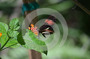 Pretty Common Postman Butterfly Polinating Flowers