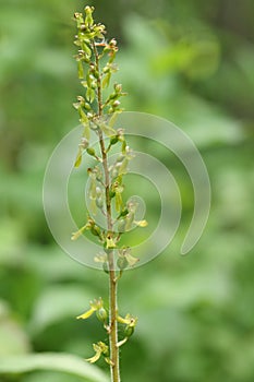 A pretty Common Twayblade Orchid, Neottia ovata, growing in a meadow in the UK.