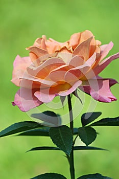 Pretty coral colored petals of rose in early morning light with green background of grassy lawn photo