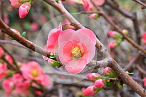 Pretty coral pink begonia flowers, semperflorens begonias, wax begonia in the garden photo