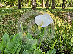 Pretty corner of the park colonized by splendid Arums, a majestic white funnel-shaped flower