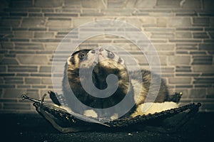 Pretty couple of ferrets female posing indoor for portrait in studio