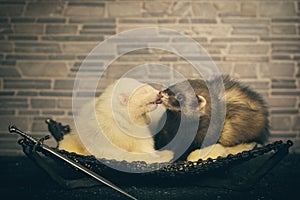 Pretty couple of ferrets female posing indoor for portrait in studio