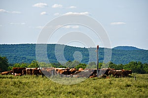 Pretty cow in a  farm in the Canadian coutryside