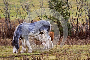 Pretty cows and horse in a Quebec field in the Canadian fall