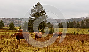 Pretty cows in a Quebec field in the Canadian fall