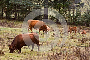 Pretty cows in a Quebec field in the Canadian fall