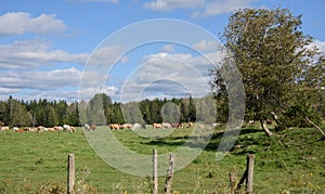 Pretty cows in a Quebec farm in the Canadian coutryside