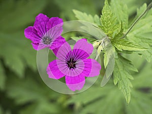 Pretty cranesbill geranium flowers in a garden