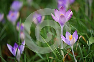 Close up beautiful spring time pink purple crocus flowers with orange pollen on a green garden floral background