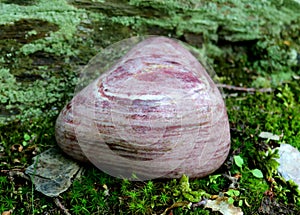 Norwegian Thulite sitting on green moss. Close up. photo