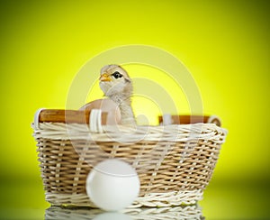 Pretty cute chick in a basket with eggs