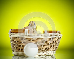 Pretty cute chick in a basket with eggs