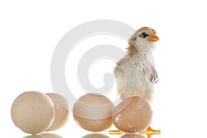 Pretty cute chick with eggs