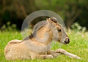 A pretty and cute dun horse foal of an Icelandic horse is trying to get up from the green meadow, very clumsy