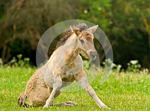 A pretty and cute dun horse foal of an Icelandic horse is trying to get up from the green meadow, very clumsy