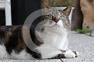 A pretty, cute, little cat looks up curiously