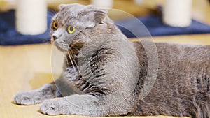 Pretty and cute purebred scottish fold cat lying on the floor